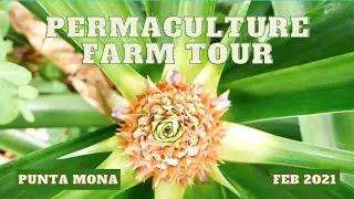 Punta Mona Permaculture Farm Tour - A Walk in the Caribbean Garden