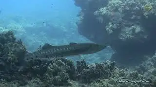 Great Barracuda hunting in Baitball