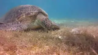 Life Cycle of a Sea Turtle &ndash; From Hatching to Freedom