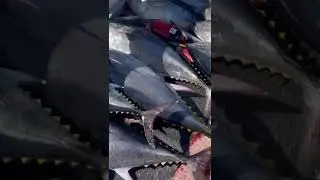 What a haul? #bluefintuna #subscribe #tuna #tunafishing #california #pacificocean #sandiego