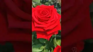 Beautiful Natural Flowers Garden #flowers #nature #rose #garden