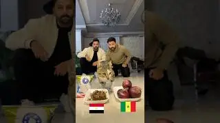 القط توقع نهاية لكن صادمة 🔥😳