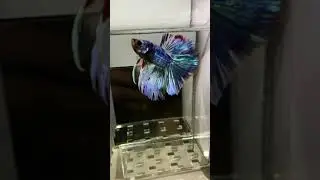 Betta Fish From Like Galaxy, Dumbo, Koi Betta, SpadeTail, Halfmoon