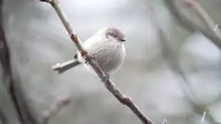 Southern Oregon Birds In Snowfall - Slow-motion - Sony A7RIV & 200-600mm 120fps 1080p