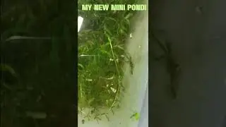 Hello guys this is my new mini pond! Me and my Uncle made this. #minipond #javamoss #plantedtank