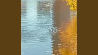 Silver Leaves