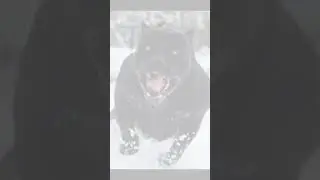 самая сильная собака питбуль