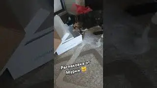 #Мурка#шкурит#трехцветка#