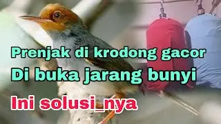 Prenjak saat di krodong gacor tapi pas di buka malah jarang bunyi. ini solusinya