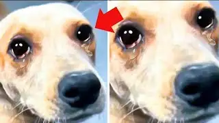 Every Family Rejected This Dog&mdash;Until One Man Read the Tag on His Collar