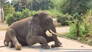 Elephant Thailand