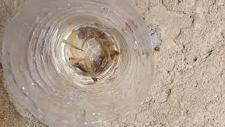 aaj ke is video mai hamne botal se machli pakadna shikhaya hai or ap ise desi jugad bhibol sakte hai