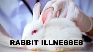 Bunny Blues: Understanding Rabbit Illnesses