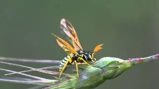 Sawfly (Symphyta)
