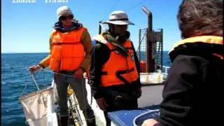 Whales in Fjords: Two Case Studies, Part 5