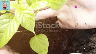 The Brave Little Seed- A tale of Growth and Resilience. 🌱           / stories /childrenstories