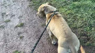 Dog walk and got PayPal and buy coffee set up