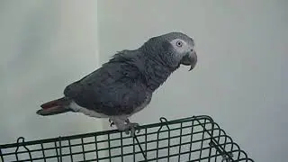 The Greater Jardine Parrot and the Timneh African Grey