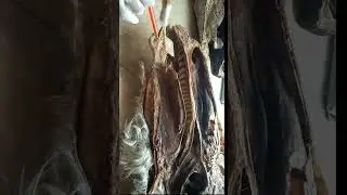 Nasal Cavity Anatomy Of Sagittal Section Of Ox   || Sagittal section ||Uvasian  Notes