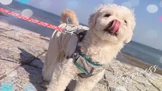 【はぴちゃん】ミッションクリアなるか？おもちゃを運ぶよ！トイプードル×ペキニーズ#animal #dog #toy