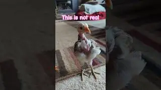 You're lying to me Mom #nakedneck #louisa #chicken #youtube #spider