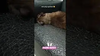 Kucing Elmilo ngambek #cat #kucinglucu #catshorts #catvideos #kucing