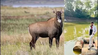 आज khat पर nil गाय ke piche 🙌🙌 #cow #vlog #myfirstvlogviral #funny 
