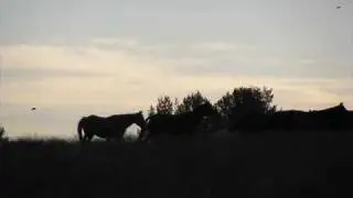 wild horse release