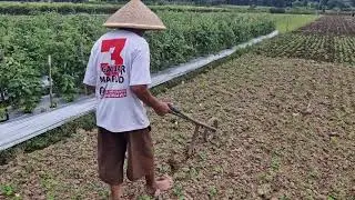 Amazing Peanut Plant Care with This One-of-a-Kind Farming Tool! - Agriculture Farming
