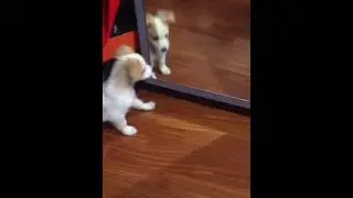 Coco il cane curioso.
