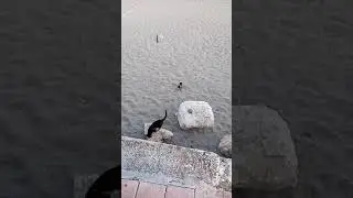 Кошка атака,, Kat and Crow