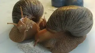 Baby snail climbed on his mother snail to eat! Funny animal videos🤗