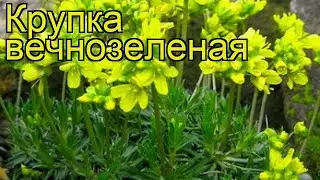 Крупка вечнозеленая. Краткий обзор, описание характеристик, где купить саженцы draba aizoides