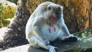 EMOTIONAL SADNESS...MUM MONKEY NEARLY GIVING NEW BIRTH, HOW SO DIFFICULT JANE ACTION TODAY?
