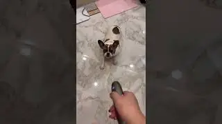 Anti Barking Control Ultrasonic Dog Training Device
