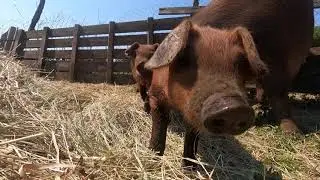 Поросята Дюрок. Ferkel Duroc. Piglets Duroc.