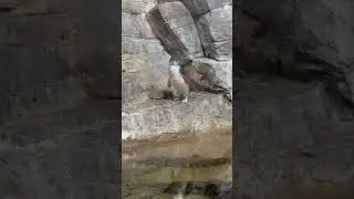 ペンギンちゃん3@アドベンチャーワールド