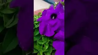 beautiful flowers 🌺🌹