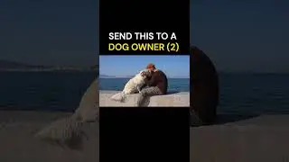 CAN DOGS SPEAK HUMAN?