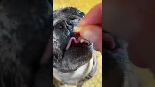Pug eating apples 🍎 super slow motion