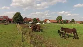 Baudet du Poitou Zuchtst&auml;tte Familie Ellermann in Rehburg