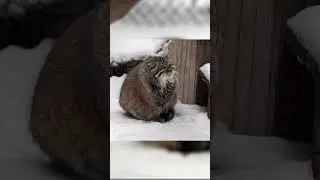 Pallas's cat  Zelenogorsk 12.2021