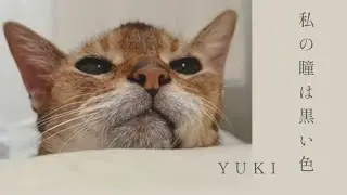 私の瞳は黒い色／YUKI（cover）