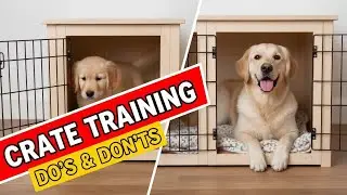 Crate Training Do&rsquo;s and Don&rsquo;ts 🚫✅🐶