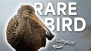 RARE Limpkin in Michigan! | POV Bird Photography | Birds with Beau