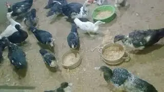 يا مساء الرزق والهنا يلا تعال ردوا على التعليقات ونشوف الطيور هناكلها ايه النهارده