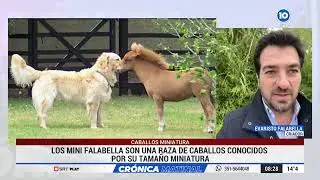 Mini FALABELLA, CABALLOS MINIATURA