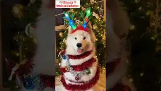 Videos Graciosos de Navidad 2023 Viral r&iacute;e #diversion #comedia #risas #entretenimiento #chistes