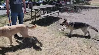 GSD Miss Freedom At the Bothell dog park today playing