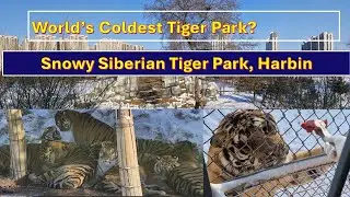 Harbin Siberian Tigers - Extreme Cold Wildlife Worth It? #chinatravel #travelvlog 